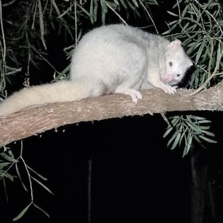 Cabbage Tree Creek Bird Songs Getaway Accommodation מראה חיצוני תמונה
