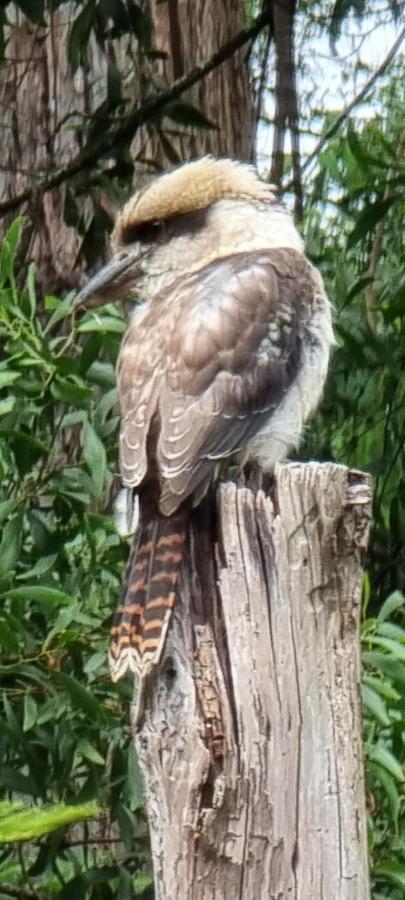 Cabbage Tree Creek Bird Songs Getaway Accommodation מראה חיצוני תמונה