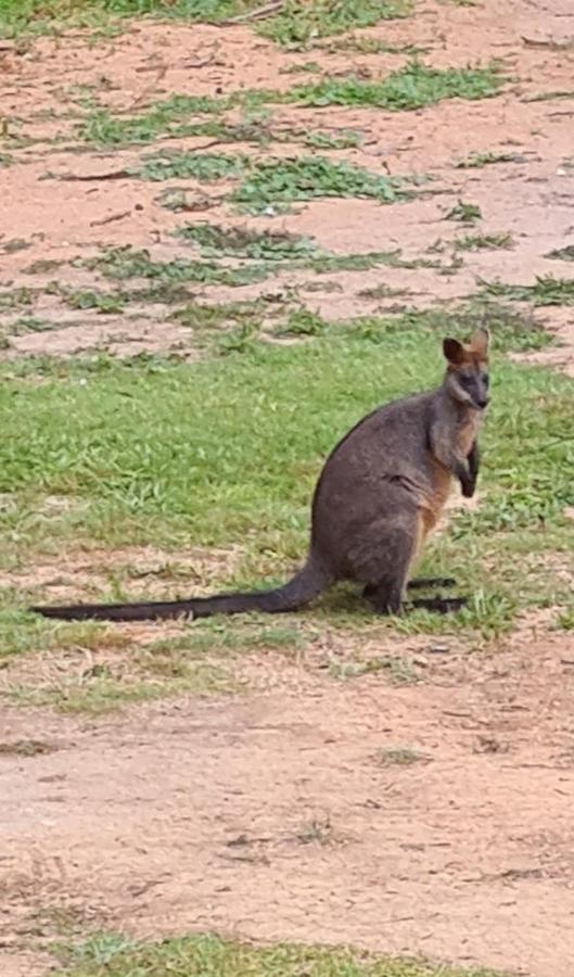 Cabbage Tree Creek Bird Songs Getaway Accommodation מראה חיצוני תמונה