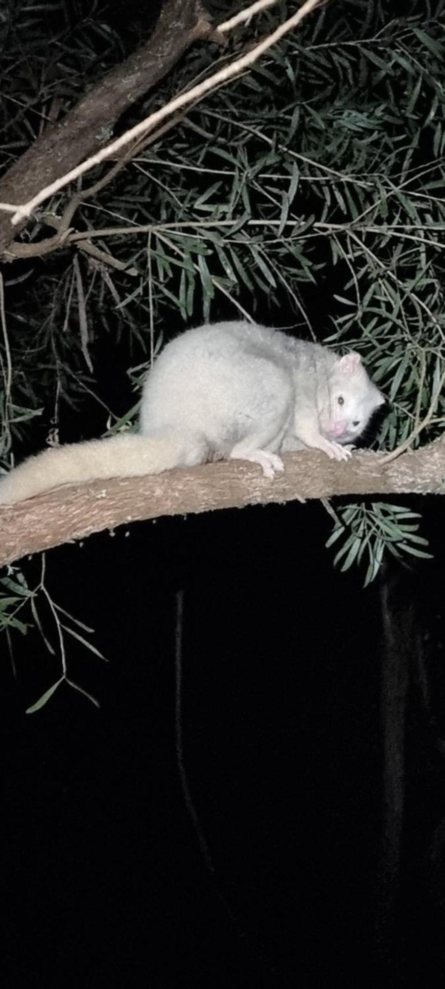 Cabbage Tree Creek Bird Songs Getaway Accommodation מראה חיצוני תמונה